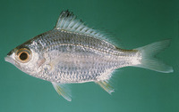 Gerres limbatus, Saddleback silver-biddy: fisheries