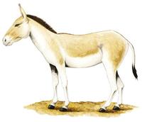 Image of: Equus hemionus (kulan)