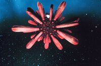 Heterocentrotus mammillatus - Slate Pencil Urchin
