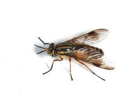 Image of: Tabanidae (deer flies)
