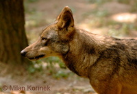 Canis lupus signatus - Iberian Wolf