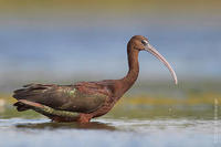 Image of: Plegadis falcinellus (glossy ibis)