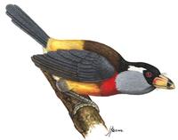 Image of: Semnornis ramphastinus (toucan-barbet)