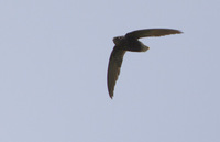 Short-tailed Swift (Chaetura brachyura) photo
