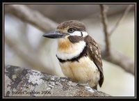 Russet-throated Puffbird - Hypnelus ruficollis