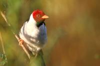 Yellow-billed  cardinal   -   Paroaria  capitata   -