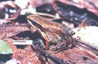 : Crossodactylus sp.