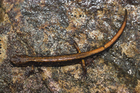 : Plethodon dunni; Dunn's Salamander