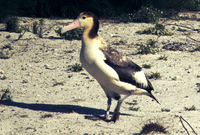 : Phoebastria albatrus; Short Tailed Albatross