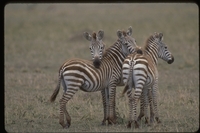 : Equus burchelli; Plains Zebra