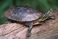 : Chrysemys picta bellii; Western Painted Turtle