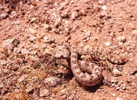 : Crotalus cerastes cercobombus; Colorado Desert Sidewinder