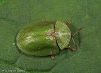 : Cassida sp.; Green Tortoise Beetle