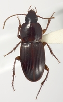 : Feronista sp