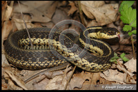 : Thamnophis sirtalis ssp. sirtalis; Eastern Garter Snake