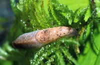 : Hesperarion mariae; Tillamook Westernslug