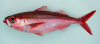 Erythrocles monodi, Atlantic rubyfish: fisheries