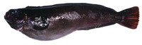 Zaprora silenus, Prowfish: fisheries
