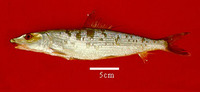 Albula nemoptera, Threadfin bonefish: fisheries