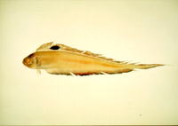 Acanthocepola limbata, : fisheries