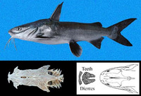 Sciades platypogon, Cominate sea catfish: fisheries