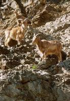Ammotragus lervia - Barbary Sheep
