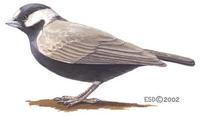 Image of: Eremopterix nigriceps (black-crowned sparrow-lark)