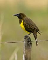 Image of: Pseudoleistes virescens (brown-and-yellow marshbird)