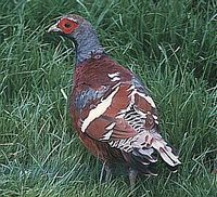 Mrs Hume's Pheasant - Syrmaticus humiae