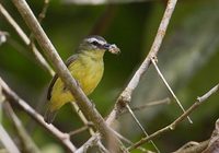 Brown-capped Tyrranulet (Ornithion brunneicapillum) photo