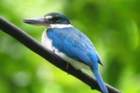 Collared Kingfisher - Todirhamphus chloris