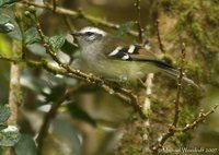 White-banded Tyrannulet - Mecocerculus stictopterus