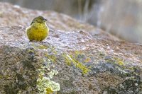 Greenish Yellow-Finch - Sicalis olivascens