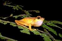 : Gephyromantis redimitus; Malagasy Croaking Stream Frog