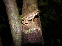 : Pedostibes tuberculosus; Malabar Tree Toad
