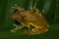 : Smilisca puma; Tawny Treefrog