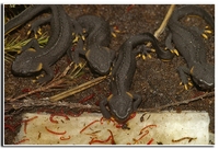 : Tylototriton taliangensis; Taliang Knobby Newt
