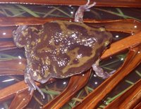 : Uperodon systoma; Balloon Frog