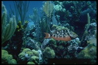 : Scarus sp.; Parrotfish