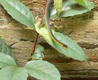 : Dendrelaphis punctulata; Green Tree Snake