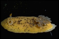 : Anisodoris nobilis; Sea Lemon