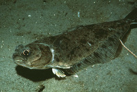 Citharichthys sordidus, Pacific sanddab: fisheries, gamefish