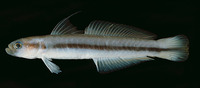 Ptereleotris melanopogon, :