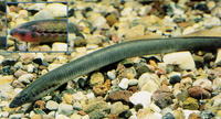 Lampetra planeri, European brook lamprey: aquarium, bait