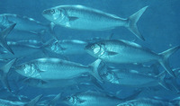 Arripis trutta, Eastern Australian salmon: fisheries, gamefish, bait