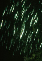 Centriscus scutatus, Grooved razor-fish: aquarium