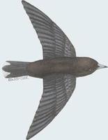 Image of: Artamus minor (little woodswallow)