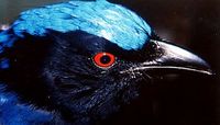 Philippine Fairy Bluebird - Irena cyanogaster