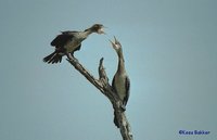 Long-tailed Cormorant - Phalacrocorax africanus