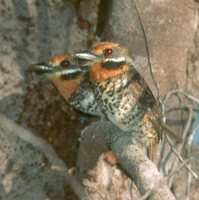 Spotted Puffbird - Bucco tamatia